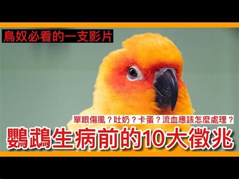 小鳥死了怎麼辦|【小鳥死了怎麼辦】小鳥死了怎麼辦？不可不知的完整處理指南